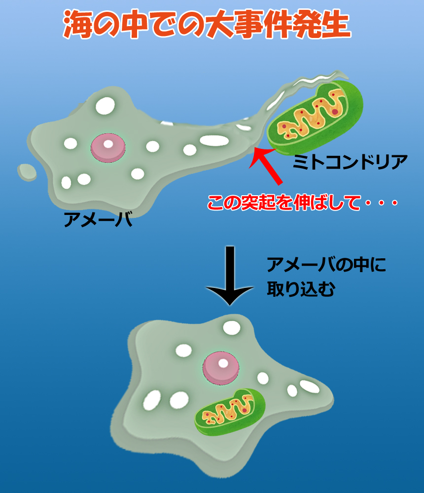 アメーバがミトコンドリアを捕獲